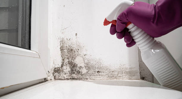 Best Ceiling water damage repair  in Baxter, TN